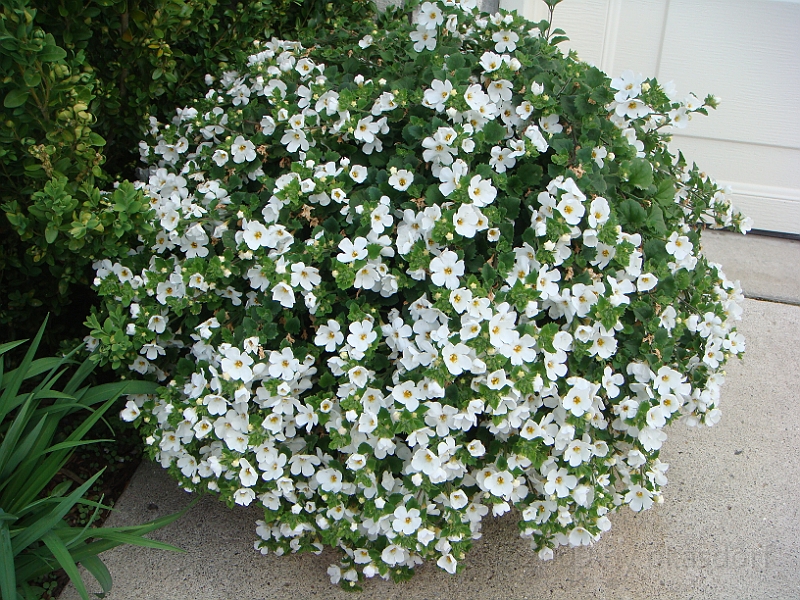 90 Nancy's Garden [2009 May 10].JPG - Nancy's Garden.